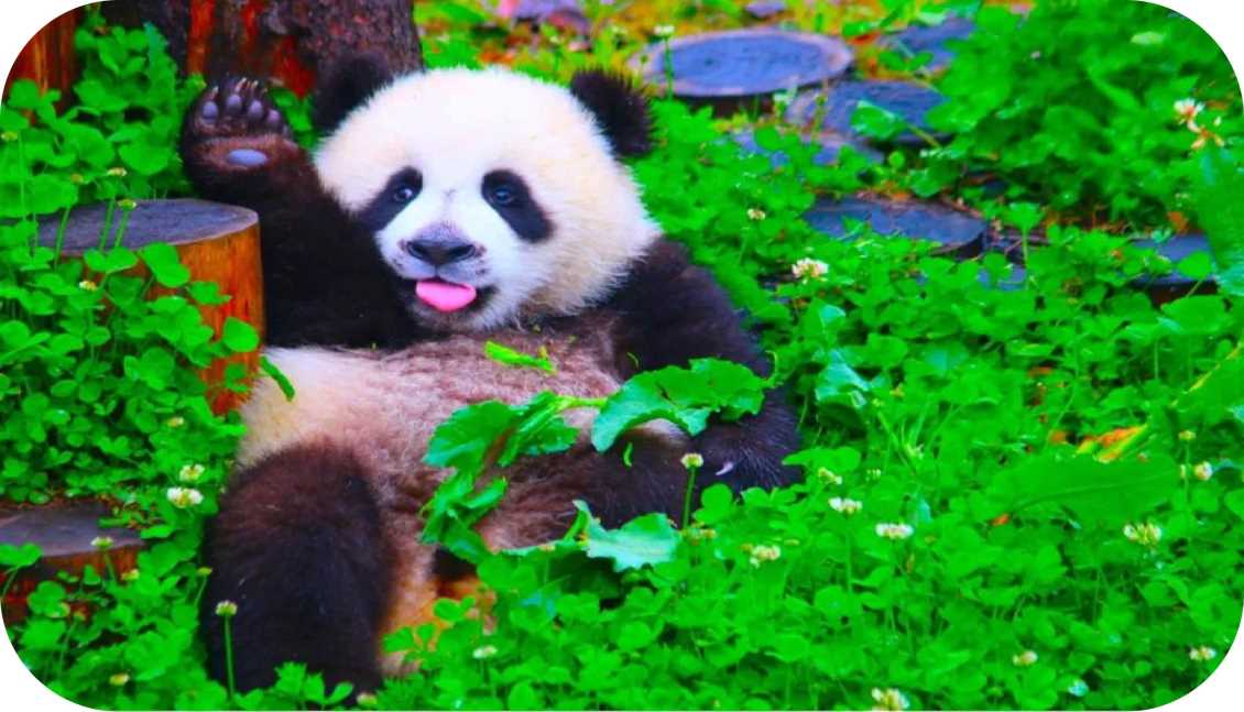 广州卧龙大熊猫保护营（5天4晚）